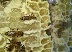 Bienen beim Naturwabenbau