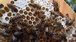 Bienen verdeckeln Honig