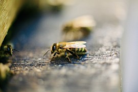 Biene am Flugbrett